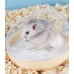 BANHEIRA PARA HAMSTER 9X12CM